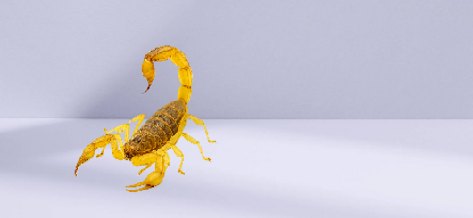 Israelischer Gelber Skorpion