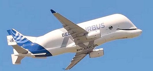 BELUGA