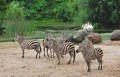 Zebras im Burgers Zoo